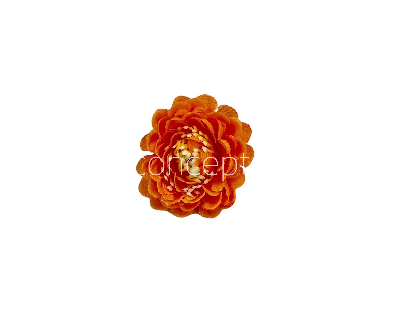 Marmalade Small Dahlias