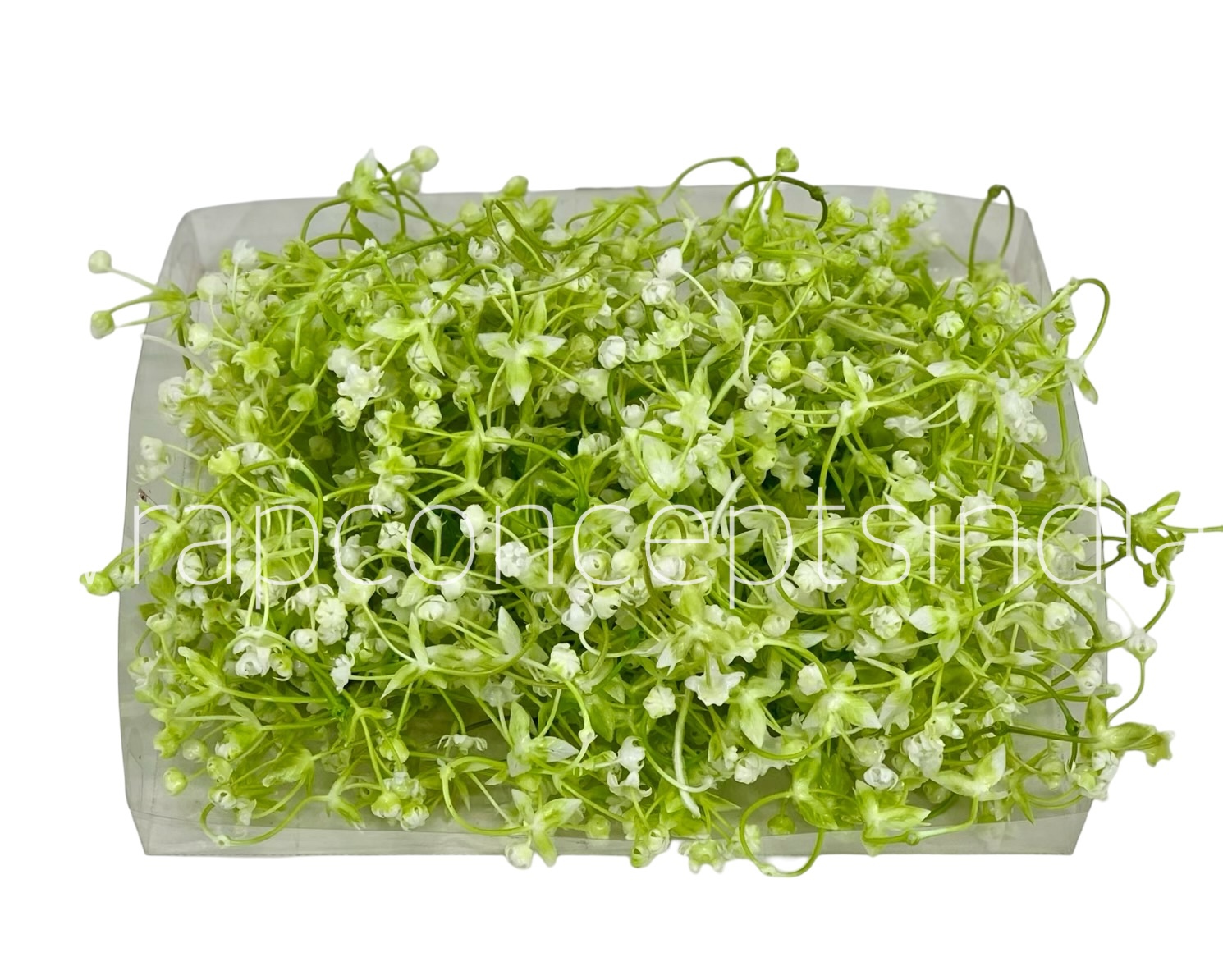 White Baby Breath Florets