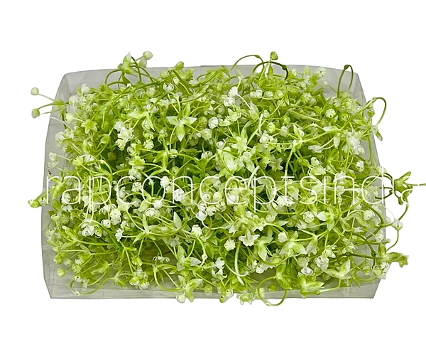 White Baby Breath Florets