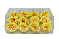 Camellia Flower - Canary