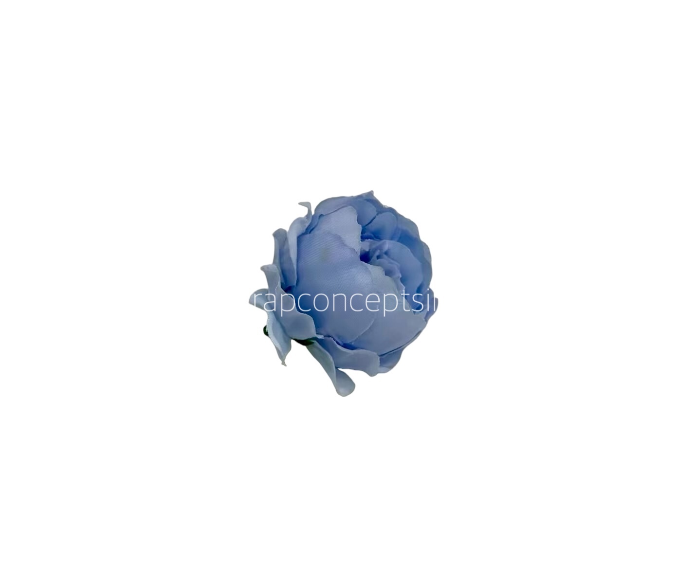 Baby Blue Peonies