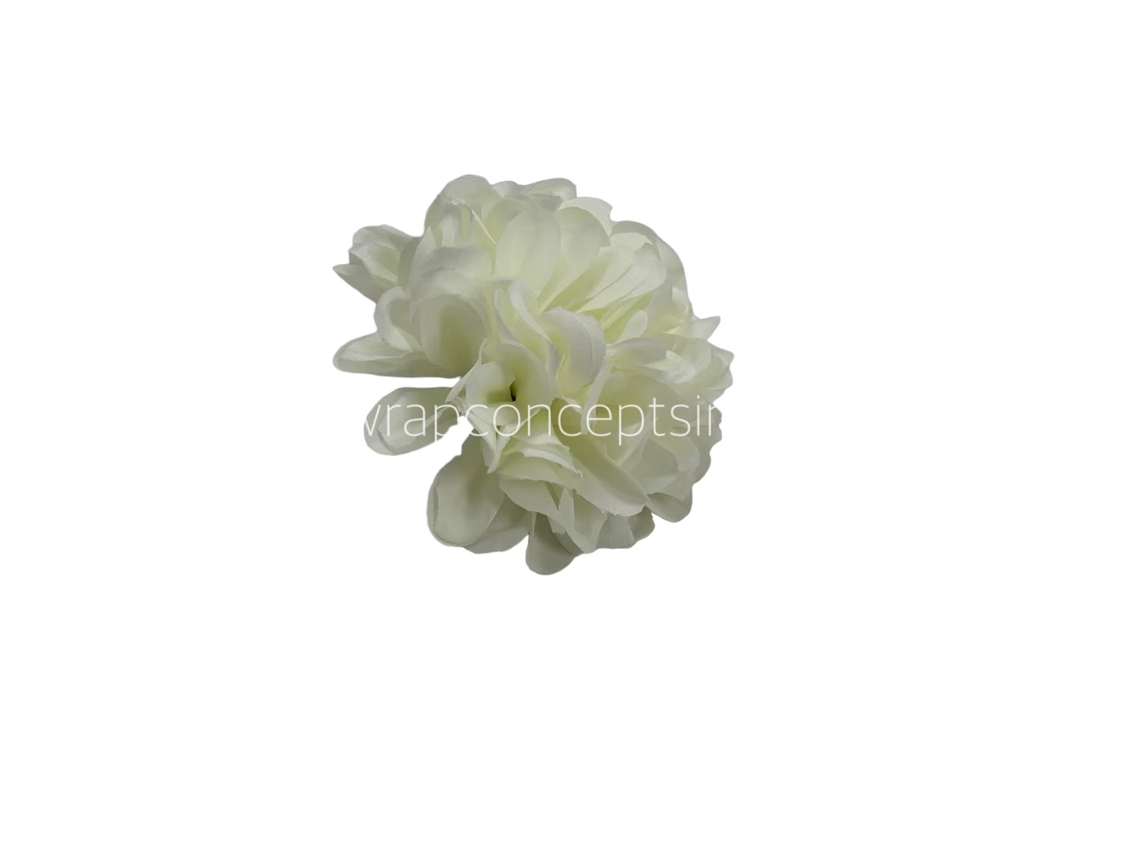 Ivory Carnation