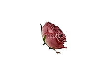 Dusky Rose Buds on Stick