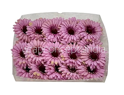 Dusky Mauve Gerbera Daisy