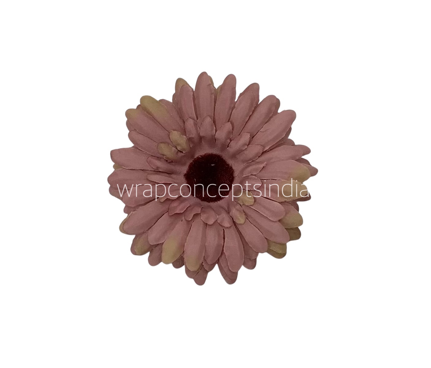 Blush Sunflower