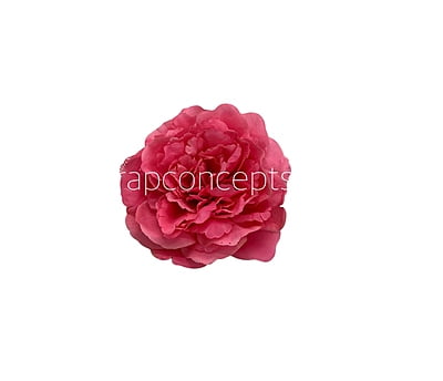 Fuchsia  Moutan Peony