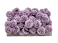 Small Carnation - Lavender