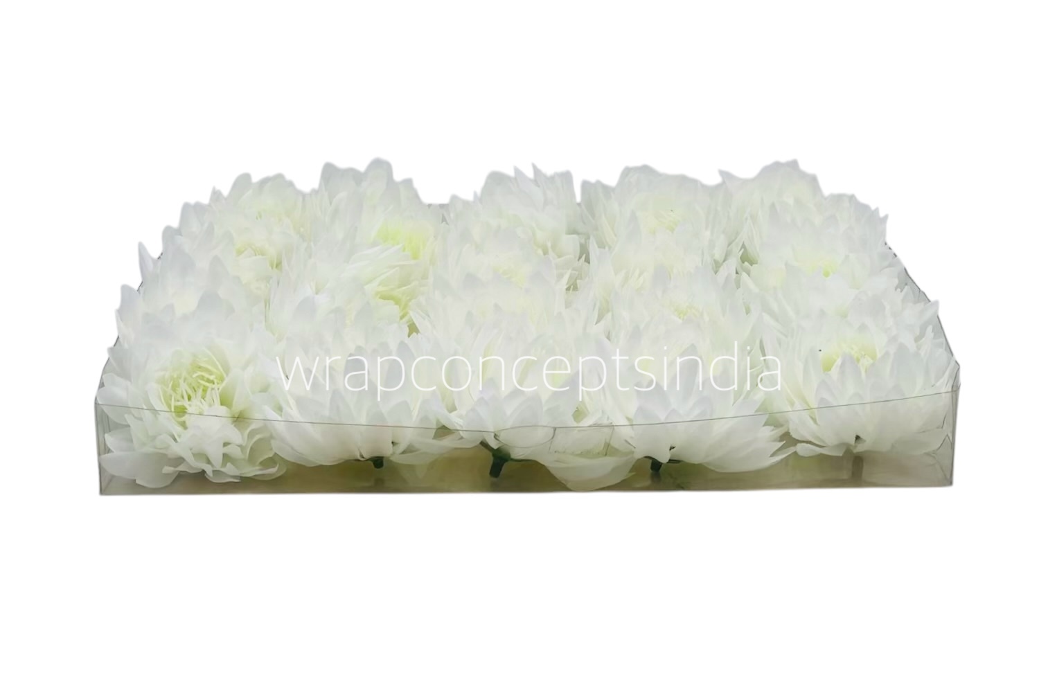 White Water LilyW
