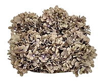 Ash Hydrangeas