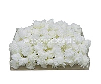 White Foam Carnation