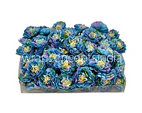 Blue Shaded Small Dahlias