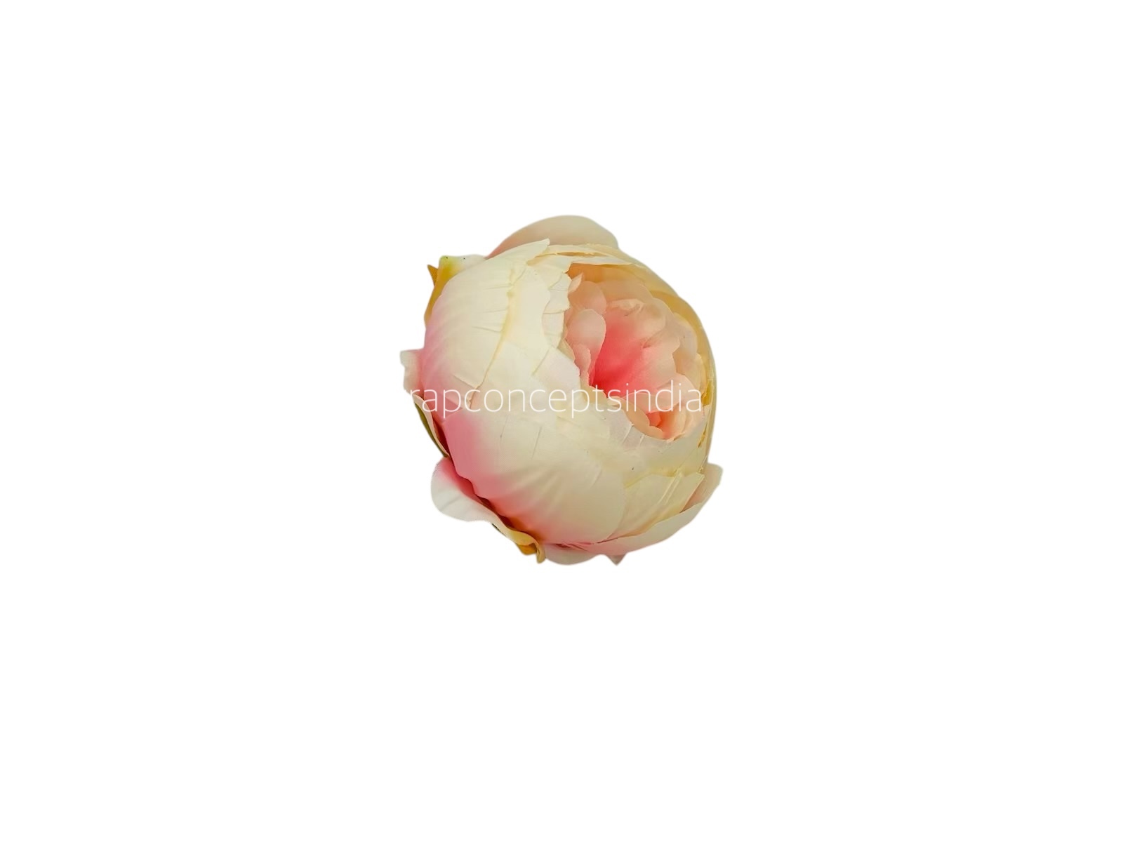 Peony - Cream with Peachy Pink