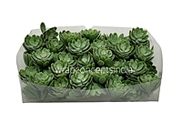 Faux Sucullent - Light Green