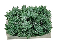 Faux Star Succulent - Dark Green
