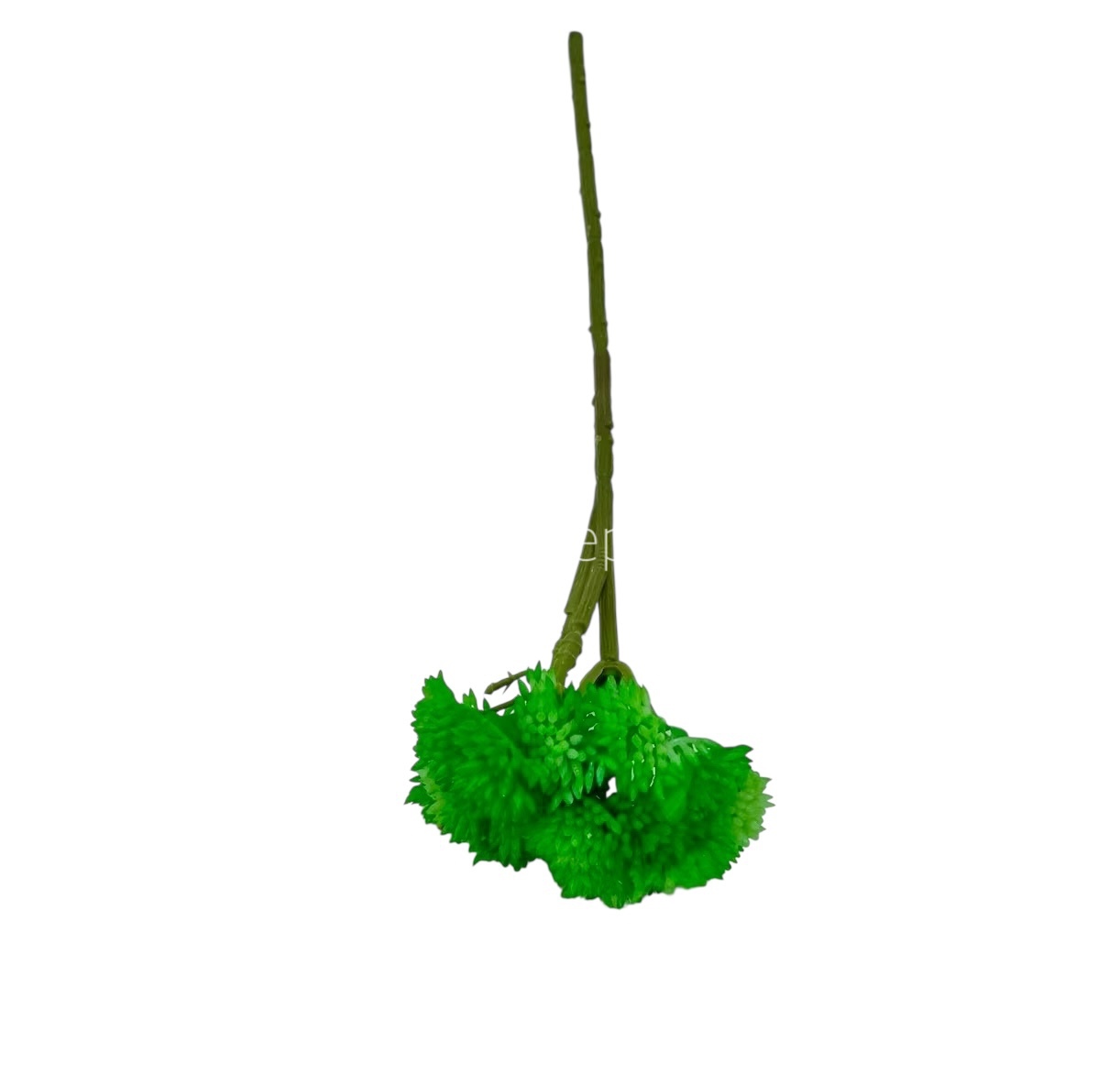 Cacti Flowers  Bunch