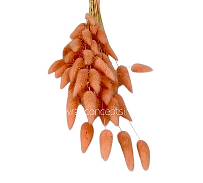 Preserved Bunny Tails