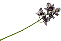 Orchid Sticks - Multicolor