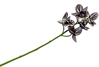 Orchid Sticks - Multicolor