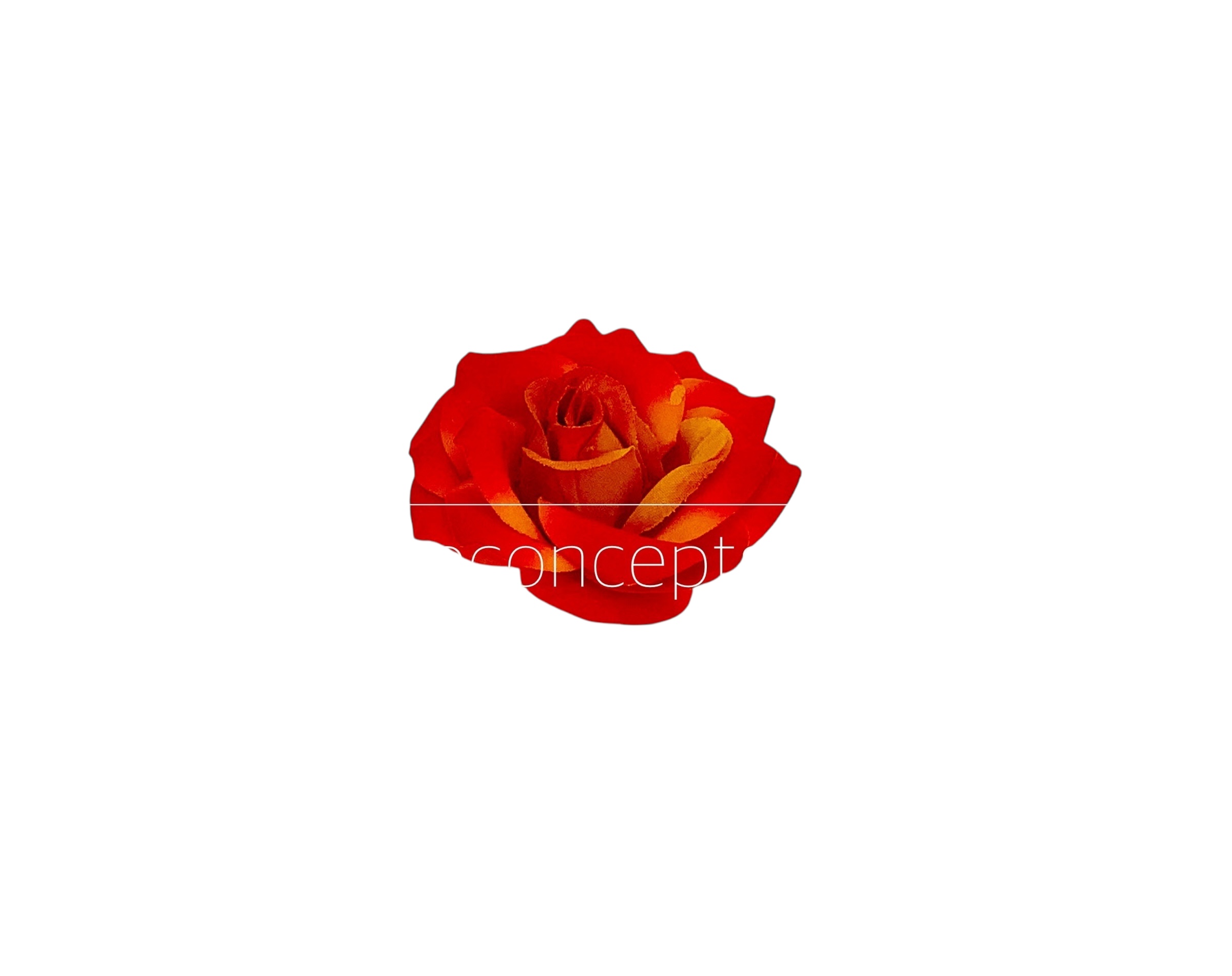 Rose-Burnt Orange