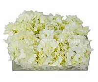 Ivory Hydrangeas