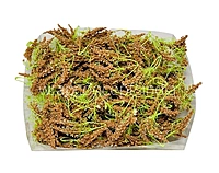 Trio Frosted Fern Leaves - Coffee