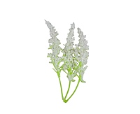 Trio Frosted Fern Leaves - White