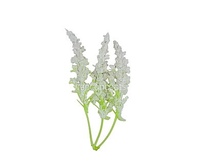 Trio Frosted Fern Leaves - White