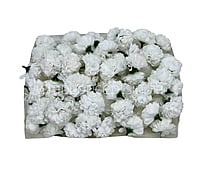 Small Carnation - White