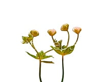 Salmon Baby Breath Florets