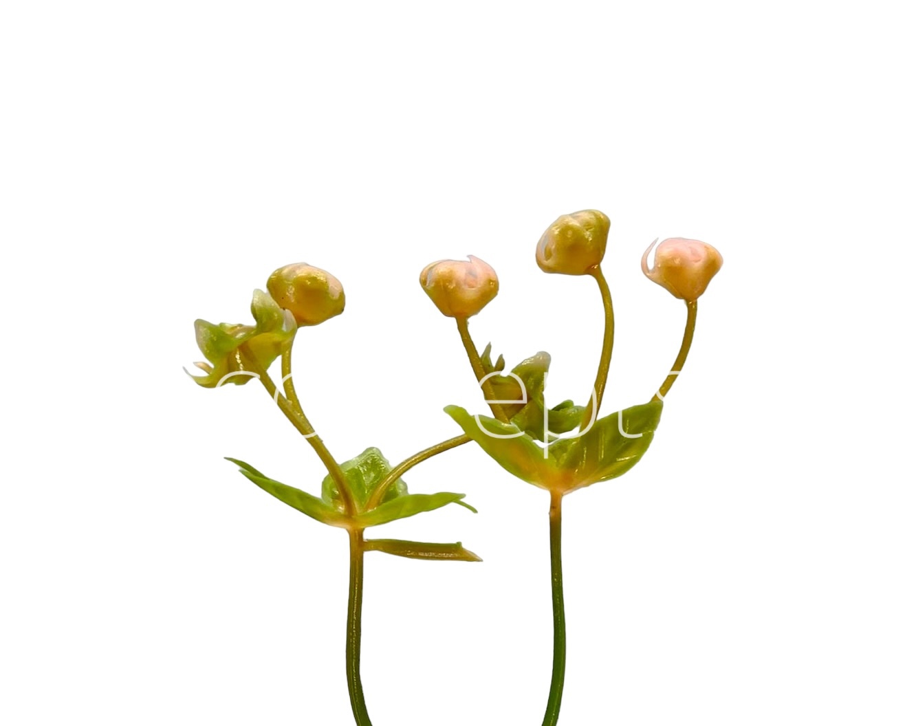 Salmon Baby Breath Florets
