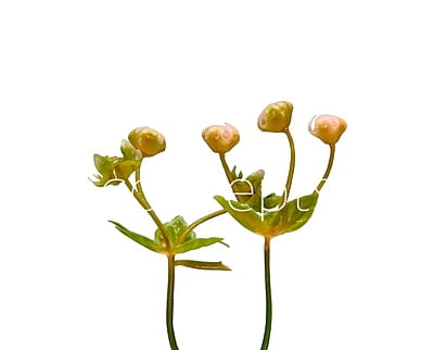 Salmon Baby Breath Florets