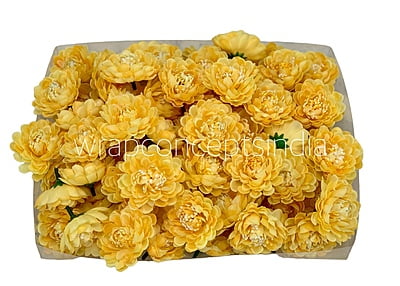 Banana Small Dahlias