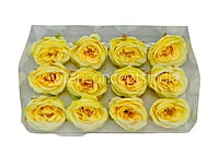 Camellia Flower - Canary