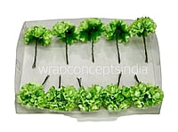 Lime Aubrieta Flower