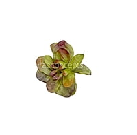 Moss Green Shaded Petunias