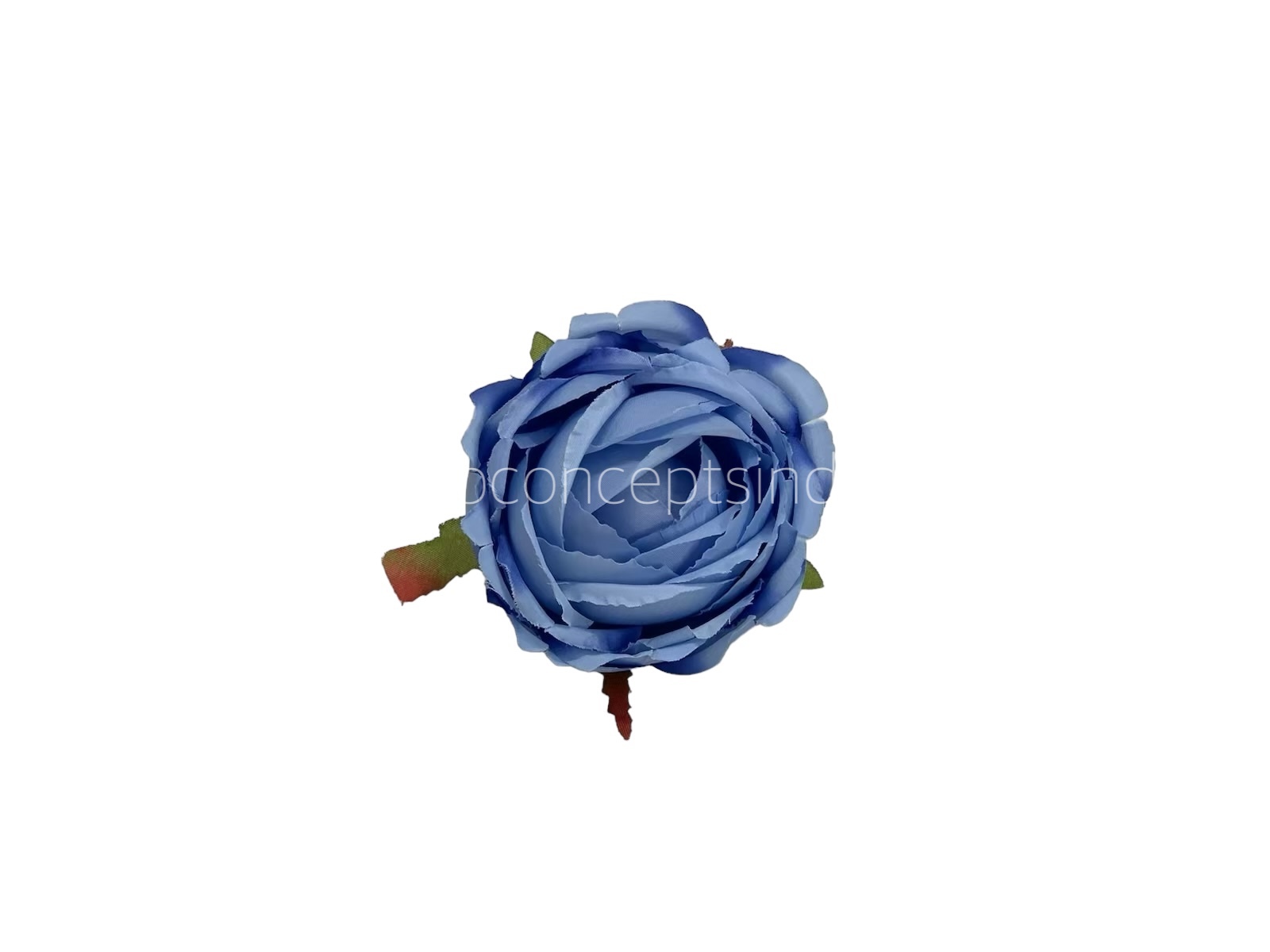 Cornflower Blue Peony