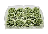 Sage Green Ornate Peony