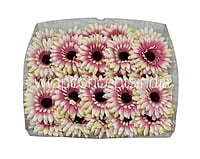 Cream with hints of Pink & Lemon Sunflower