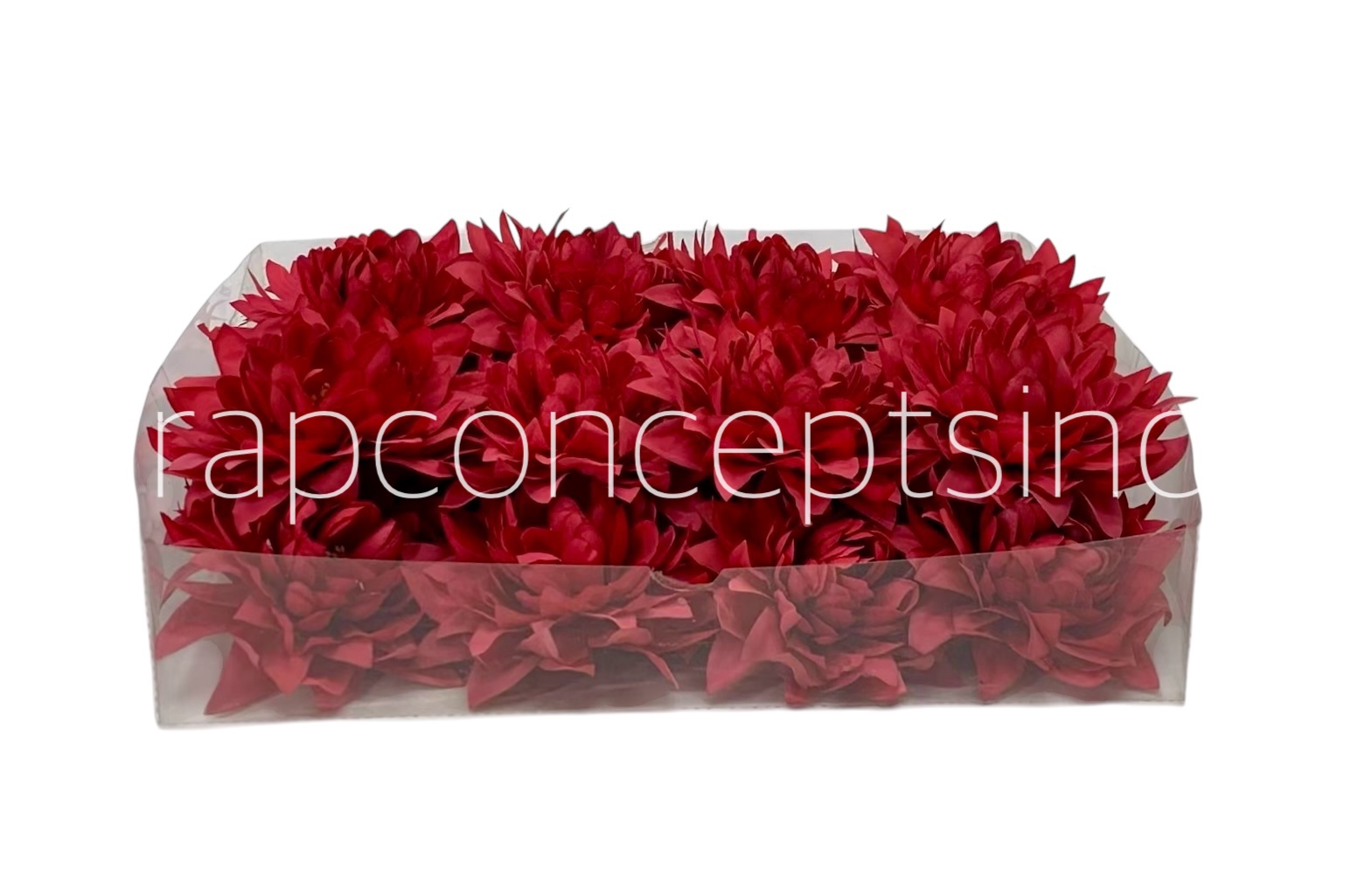 Amaranth Dahlia Flower