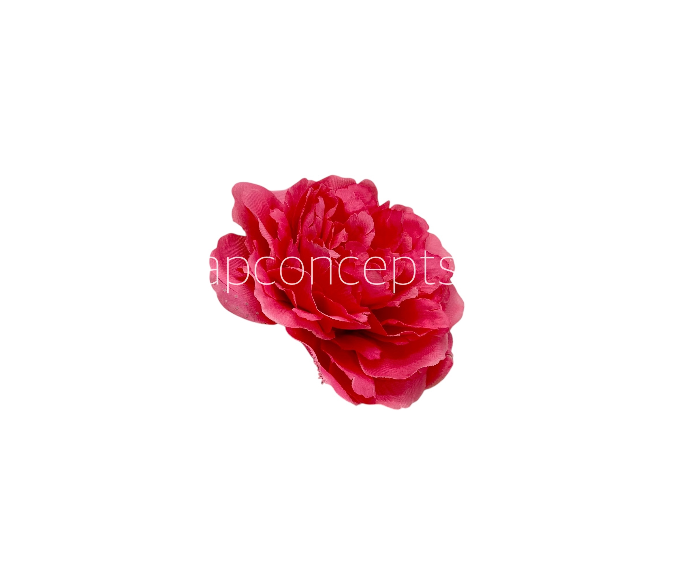 Fuchsia  Moutan Peony