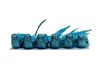 Glittery Birds with Feather Tails (Multicolour)-White