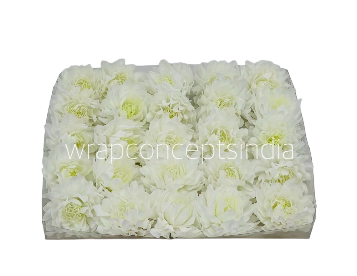 White Water LilyW White Water LilyW