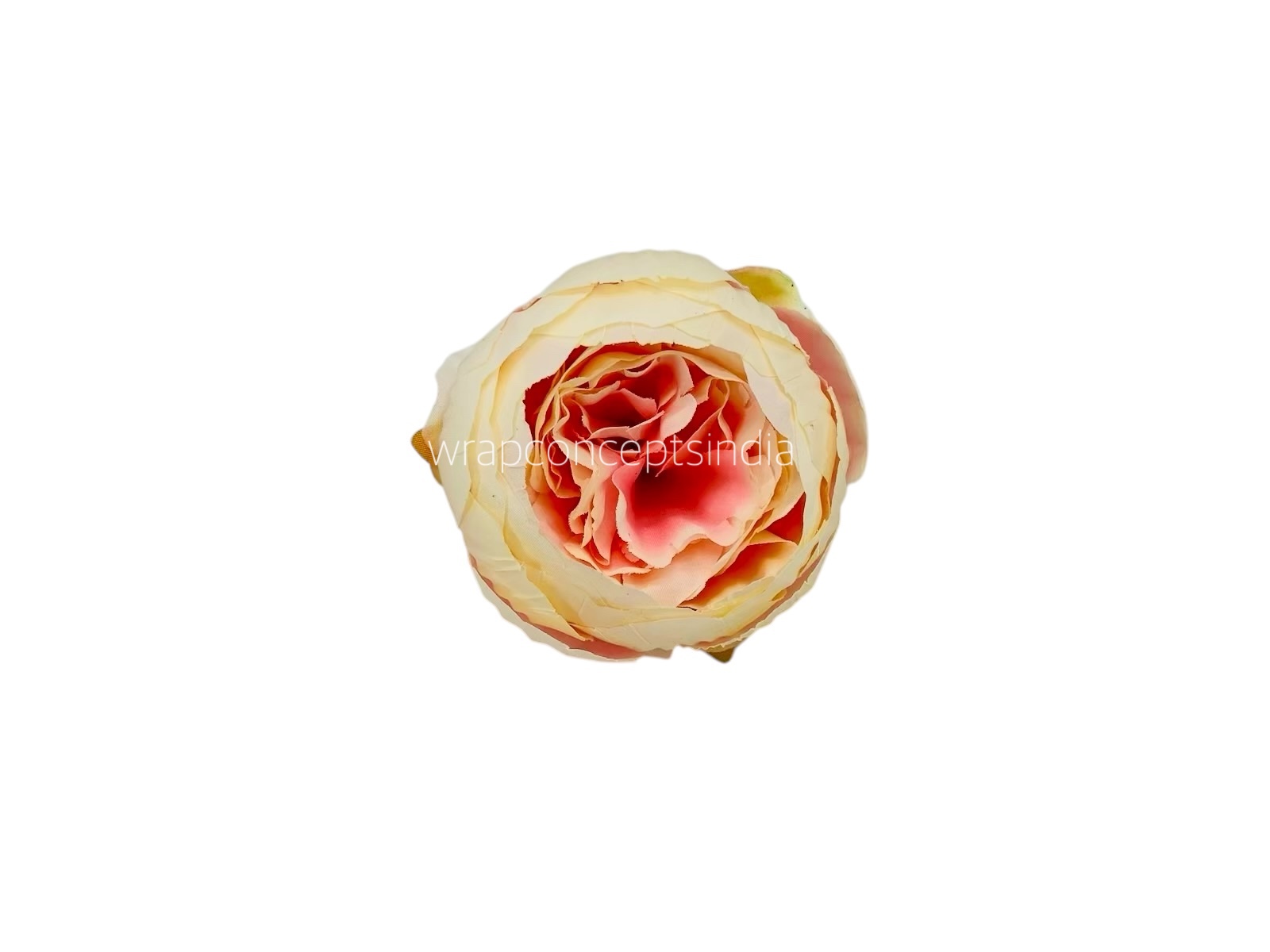 Peony - Cream with Peachy Pink