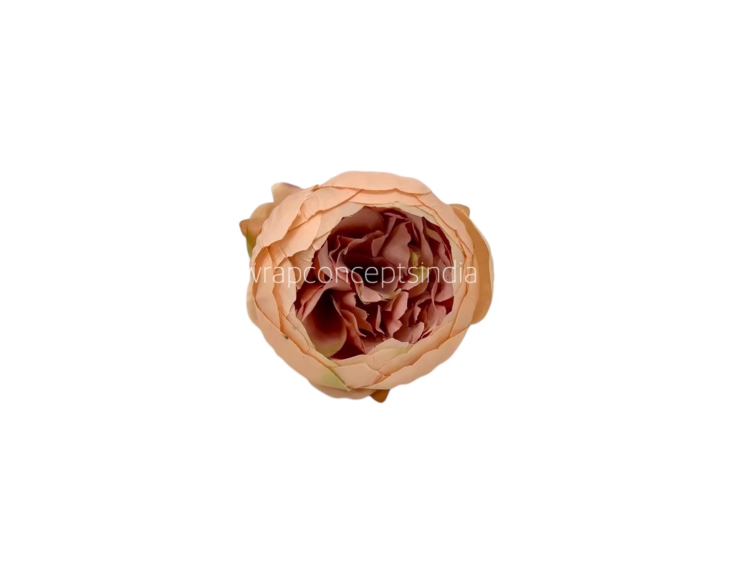 Peony- Melon with Apricot