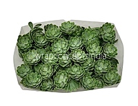 Faux Sucullent - Light Green