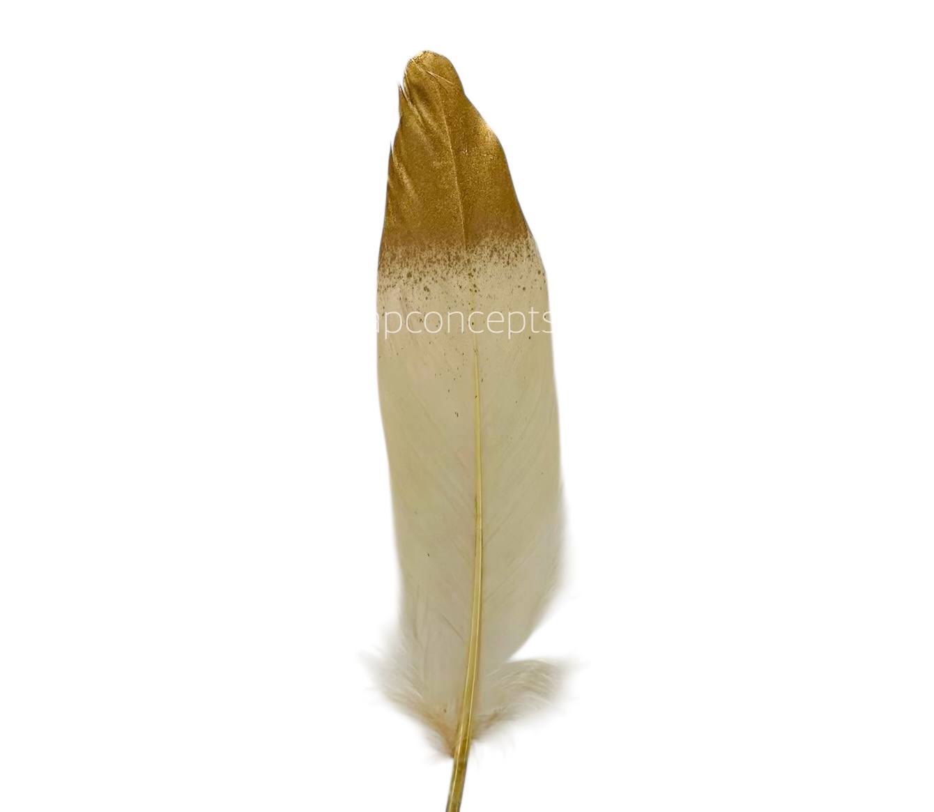 Faux Feather with Gold Edges