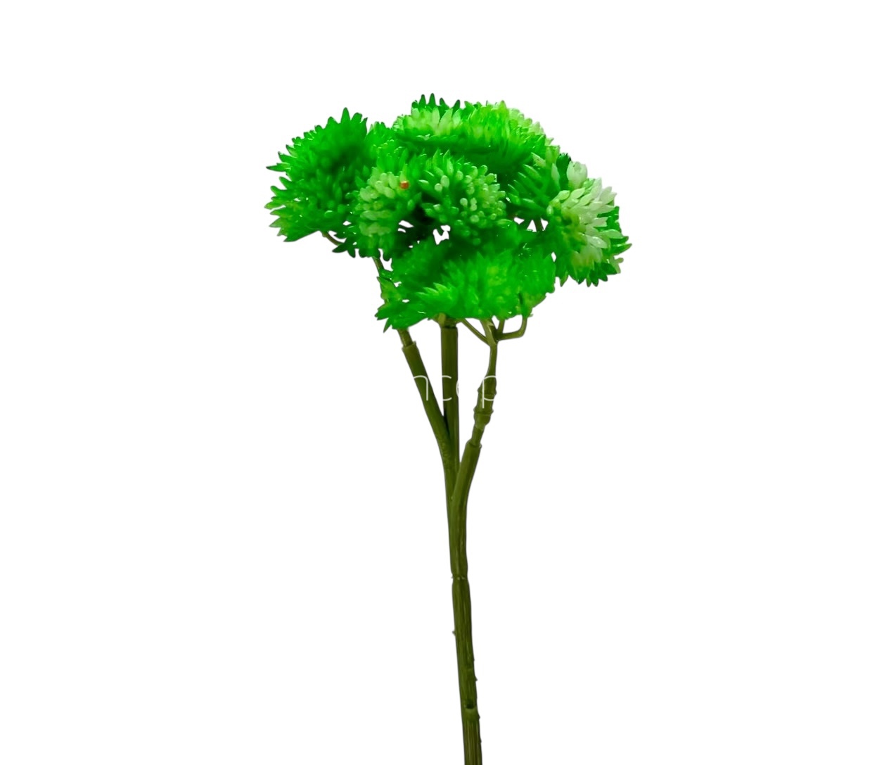 Cacti Flowers  Bunch