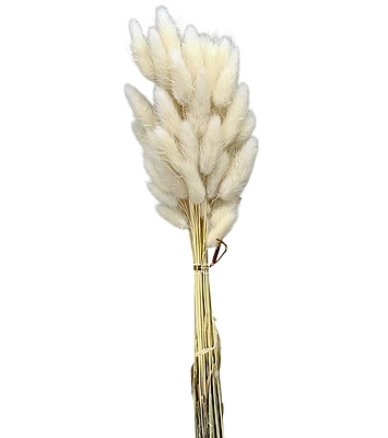 Preserved Bunny Tails