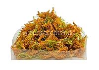 Trio Frosted Fern Leaves - Orange