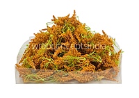 Trio Frosted Fern Leaves - Orange